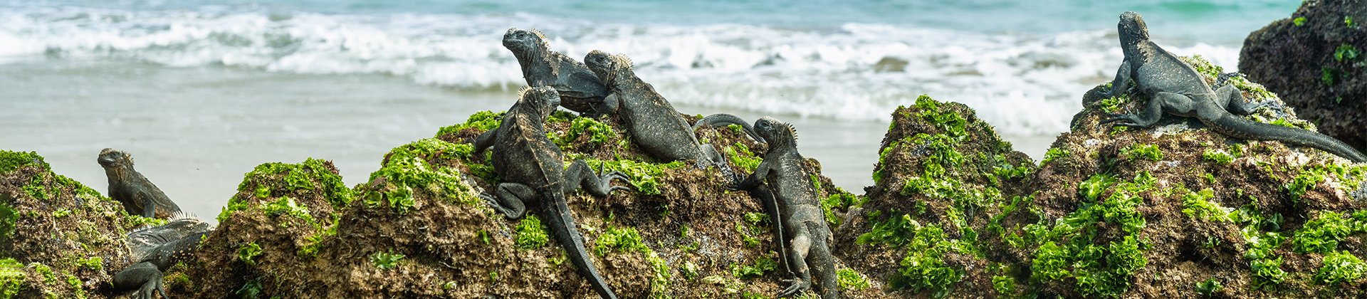 Iguanas